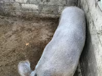 Cinghiale, Maiali — foto 1