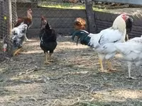 Chickens — foto 2