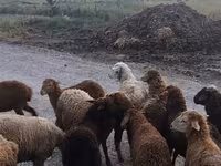 Montone, Pecore — foto 2