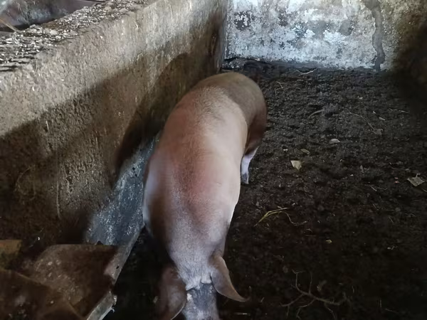 Vepar, Свиње