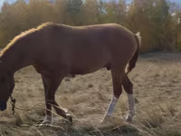 Kuda betina, Horses — foto 4