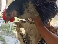 Chickens — foto 2