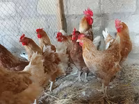 Chickens — الصورة 2