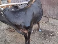 Vacă, Bovine — foto 6