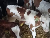 سانڈ, Simmental cattle — تصویر 3