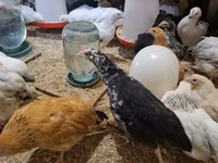 Chickens — zdjęcie 1