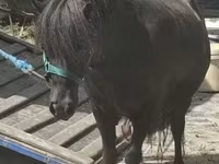 Kuda betina, Horses — foto 1