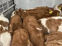 ხარი, Simmental cattle — ფოტო 2