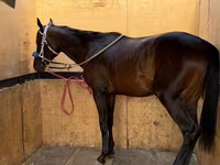 Hing, Thoroughbred horse — 3. fotó