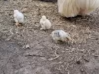 Քոչին — լուսանկար 3