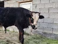 گاو نر, Simmental cattle — عکس 3