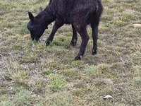 Capre (lotto, sesso non specificato), Saanen goat — foto 8