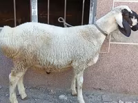 Kambing jantan, Arashan sheep — foto 6