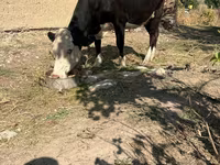 گاو ماده, Latvian Blue cattle — عکس 2
