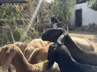 Baran, Arashan sheep — zdjęcie 3