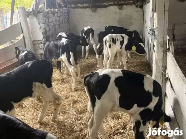 วัวตัวผู้, Russian Black pied cattle