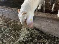 Vædder, Assaf sheep — foto 3