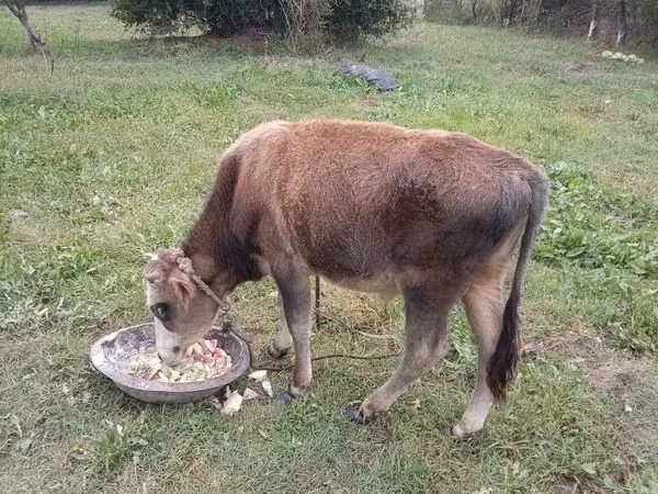 황소, 소