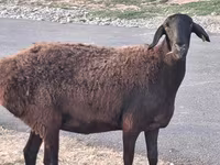 Beran, Hissar sheep — foto 2