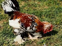 Chickens — عکس 1