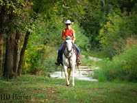 Stute, Quarter Horse — Foto 3