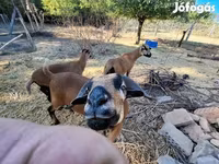 Ոչխար, Cameroon sheep — լուսանկար 1