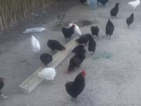 Chickens — foto 2