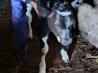 Tjur, Russian Black pied cattle — foto 1