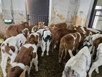 Бик, Simmental cattle — фото 1