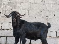 Ямааны ухна, Anatolian Black goats — 4 зураг