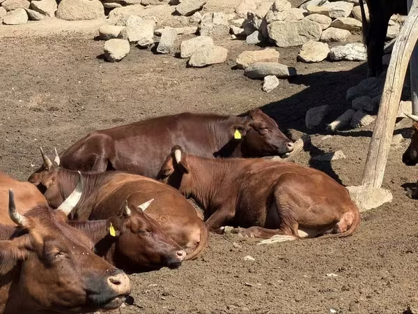 Vaca, Latvian Blue cattle