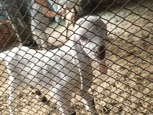 Теке, Nubian Goat