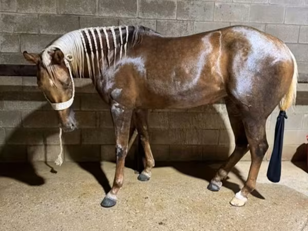 Mare, Quarter Horse