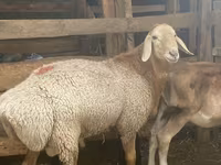 قوچ, Arashan sheep — عکس 1