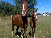 Faras, Dutch warmblood horse — sawirka 4