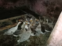 Geese — 사진 2