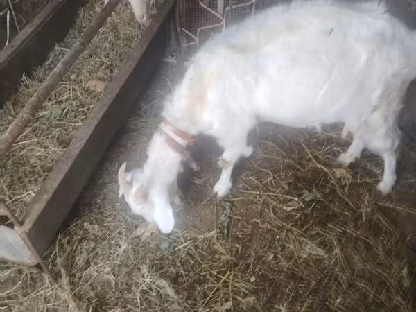 Cabra, Russian White goat