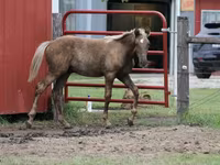 Cavallo, Black Sea breed — foto 5