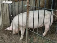Babi betina, Крупная белая — foto 2