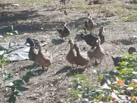 Geese — foto 6