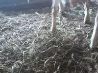 بز ماده, Saanen goat — عکس 4