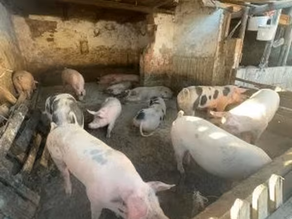 สุกร (เป็นล็อต, ไม่ระบุเพศ), หมู
