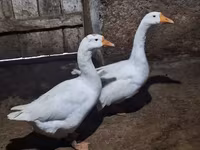 Geese — foto 1
