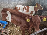 ላም, Cattle — ፎቶ 3