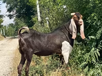 بز نر, Kamori goats — عکس 3
