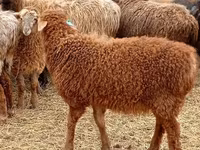 숫양, Edilbay sheep — 사진 1