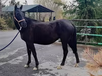 مادیان, Akhal-Teke — عکس 2