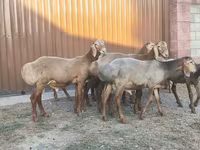 Beran, Arashan sheep — foto 1
