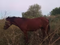 ፈረስ, Horses — ፎቶ 5