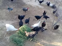 Chickens — الصورة 5